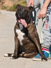 pit, precioso american stanford en adopción - mejor precio | unprecio.es