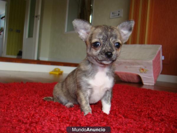 PRECIOSA CHIHUAHUA TOYS-2 MESES-ECONOMICA!