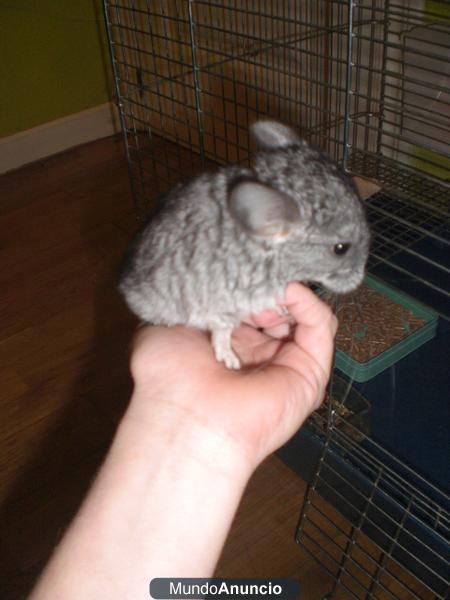 BEBE CHINCHILLA GRIS MACHITO