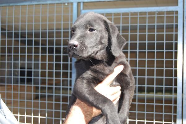 cachorro de LABRADOR NEGRO CON PEDIGREE  280