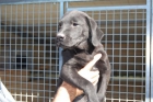 cachorro de LABRADOR NEGRO CON PEDIGREE 280 - mejor precio | unprecio.es