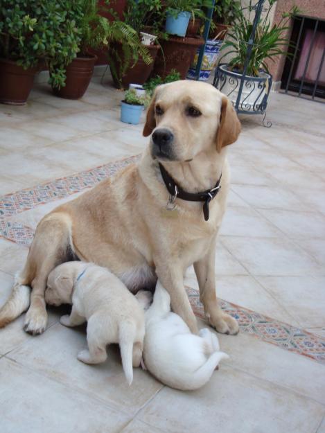 Cachorros labradores retrievers