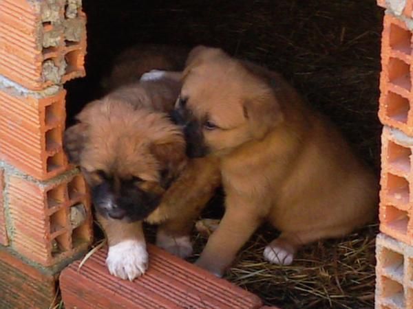 Cachorros Mastín del Pirineo