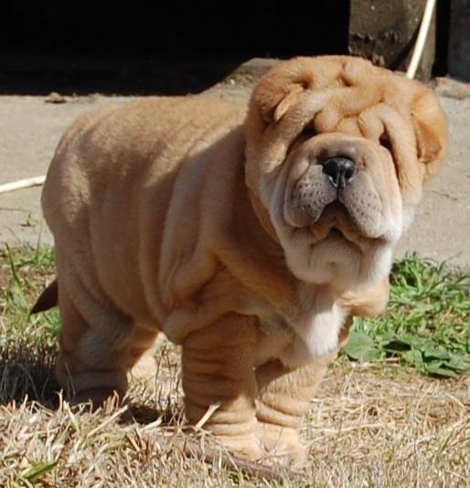 cachorros shar pei guapisimos