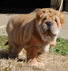 cachorros shar pei guapisimos - mejor precio | unprecio.es