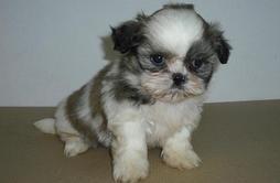 comprar cachorro,Shih tzu de zococan en Murcia