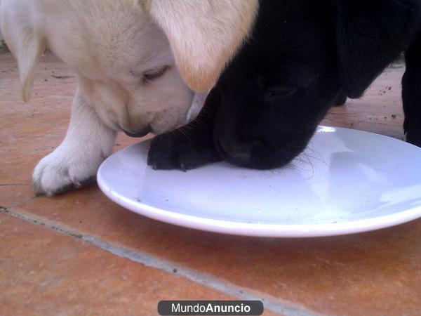 labrador cachorros