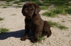 Labrador en color chocolate camada con pedigree de la LOE - mejor precio | unprecio.es