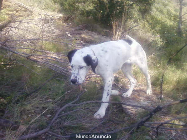 REGALO SETTER MESTIZO