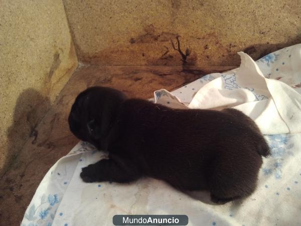 VENDO DOS CACHORROS DE BULLDOG FRANCÉS