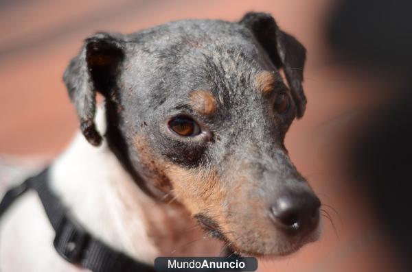 LUPO, bodeguero dejándose morir ¿¿que te han hecho pequeño??