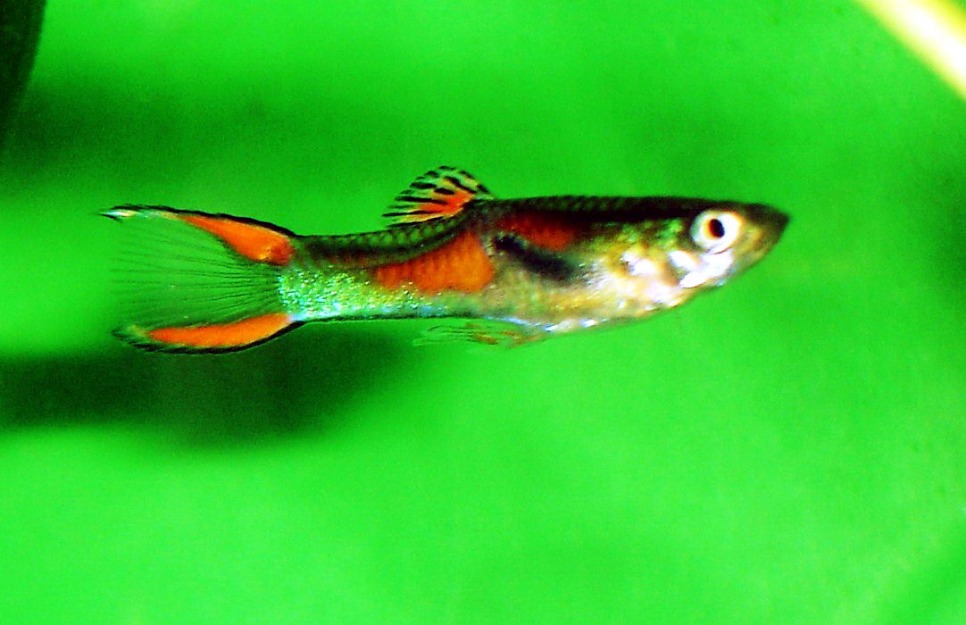 Alevines de endlers original type