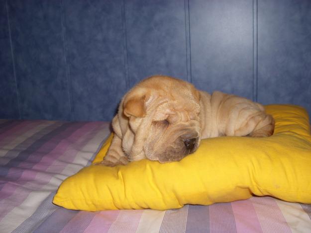 CACHORRITA SHAR PEI SUPER ARRUGADA - CON PEDIGRI LOE