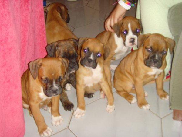 cachorros boxer