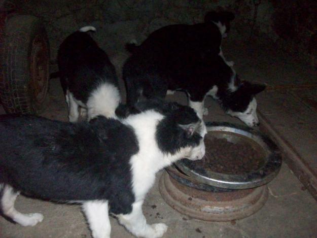 DOS EXCEPCIONALES BORDER COLLIE