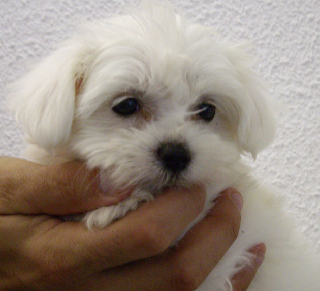 Excelentes Cachorros de Bichon Maltes