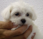 Excelentes Cachorros de Bichon Maltes - mejor precio | unprecio.es