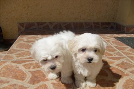 malteses minis nacidos en Mallorca linea muy fina