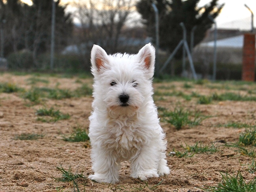 Westy, cachorras nacionales , pedigree Loe , Seriedad