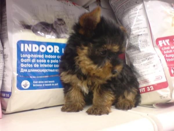 YORKSHIRE TERRIER, perros, cachorros, criadero, venta.  Camada preciosa de yorkshires, disponemos de machos y hembras co