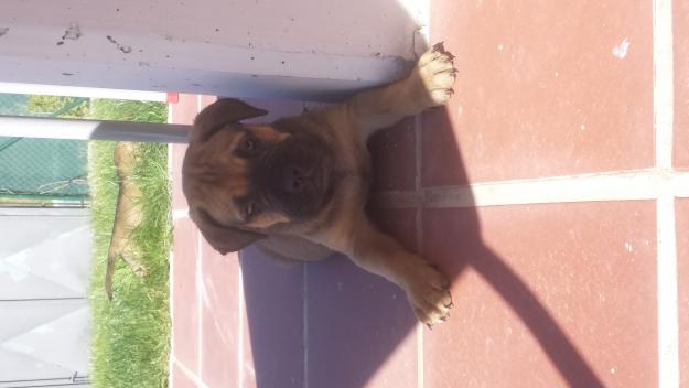 Bullmastiff