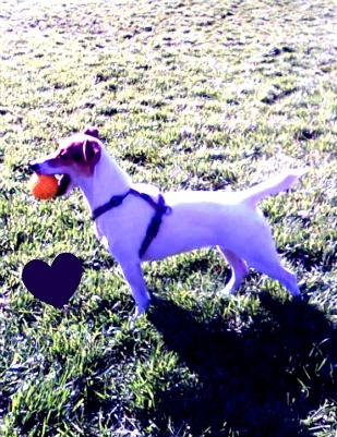 Busco jack russell terrier macho para criar-barcelona