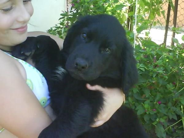 cachorrita golden & labrador