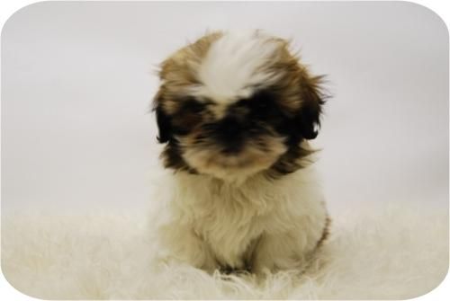 Camada de Shih Tzu