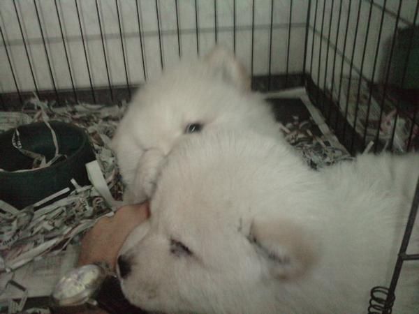 CHOW CHOW BLANCOS.