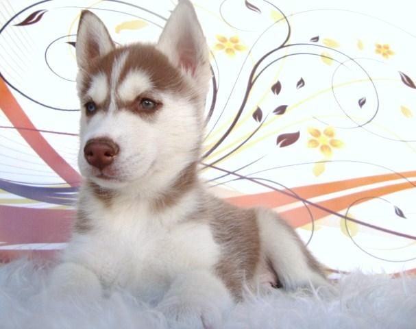 HUSKY SIBERIANO EJEMPLARES CON DOS MESES DE EDAD