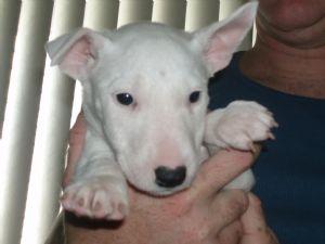 Lovely y cachorros bull terrier juguetón para la adopción de Navidad