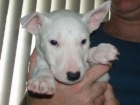 Lovely y cachorros bull terrier juguetón para la adopción de Navidad - mejor precio | unprecio.es