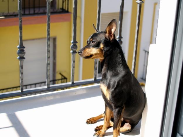 Precioso Pinscher macho busca novia