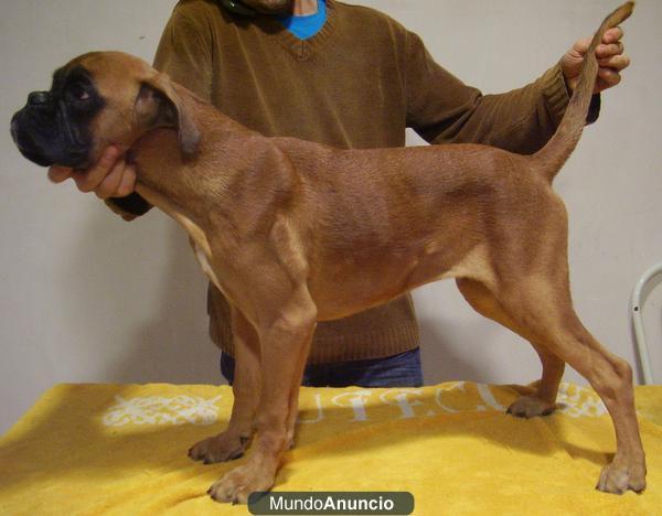 ultimo cachorro de boxer