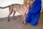 Adopta a Rayo - mejor precio | unprecio.es