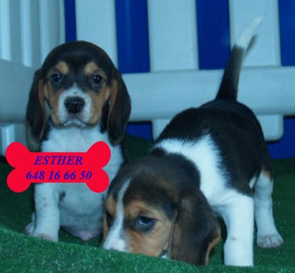 Beagle, vendo camada