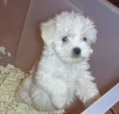 BICHON  MALTES  STANDAR   420