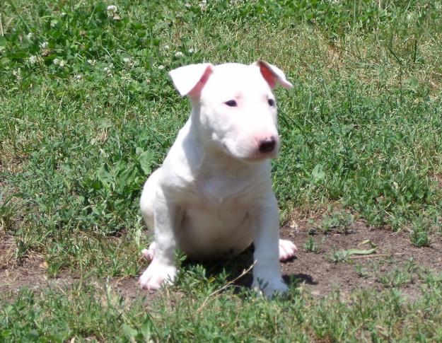 CACHORROS BULL TERRIER