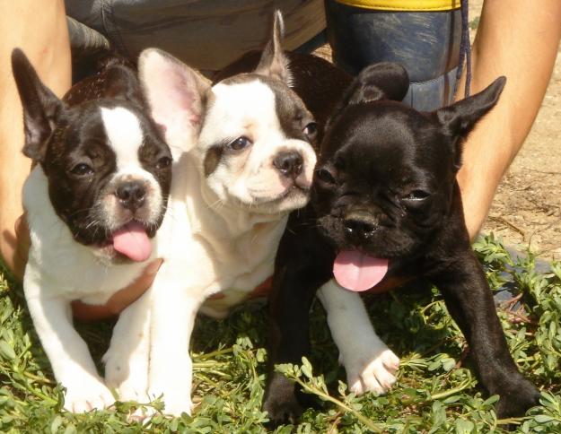 Cachorros de Bulldog frances