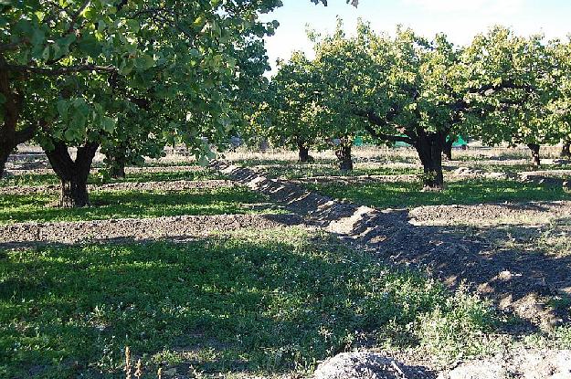 Finca rústica en Caravaca de la Cruz