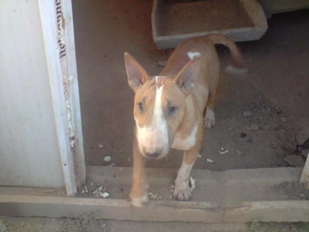 HEMBRAS DE BULL TERRIER