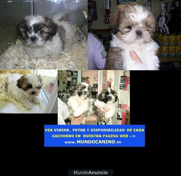 Shih Tzu, Westy, Golden Retriever y Carlino Cachorros en Tienda Virtual