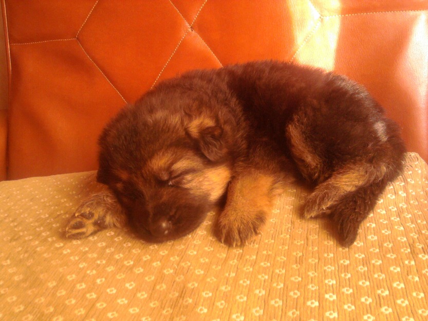 vendo impresionantes cachorros de pastor aleman