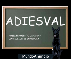 Adiestramiento canino y correccion de conducta