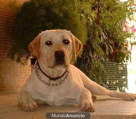 cachorritos de labrador dorados y negros con documentacion en mano