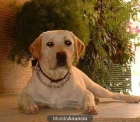 cachorritos de labrador dorados y negros con documentacion en mano - mejor precio | unprecio.es