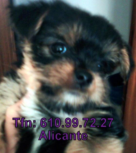 cachorro yorkshire alicante