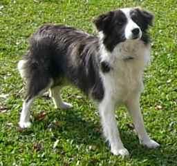 cachorros Border Collie libres de enfermedades (CEA, CL y TNS)