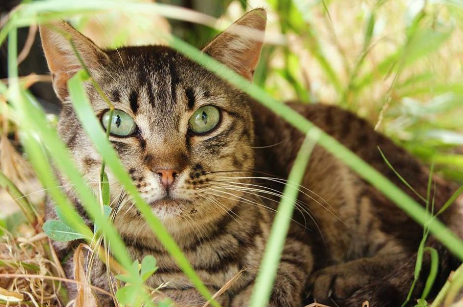 DANCA, gata atigradA guapeta en colonia, busca casa