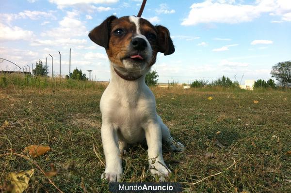 Jack russell terrier, disponibles con pedigre